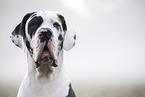 Great Dane
