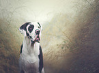 Great Dane