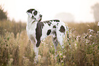 Great Dane