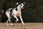 Great Dane