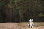 Great Dane