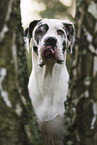 Great Dane