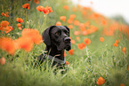 Great Dane in summer
