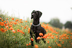 Great Dane in summer