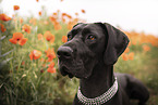 Great Dane in summer