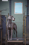 Great Dane