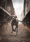 Great Dane