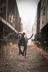 Great Dane