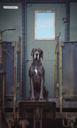 Great Dane