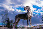 Great Dane