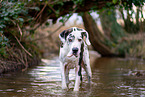bathing Great Dane