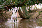 bathing Great Dane