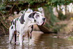 bathing Great Dane