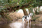 bathing Great Dane
