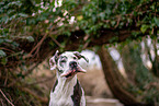 Great Dane Portrait