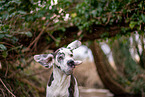 Great Dane Portrait