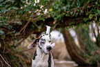Great Dane Portrait