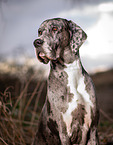 Great Dane Portrait