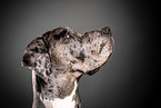 Great Dane Portrait