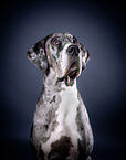 Great Dane Portrait