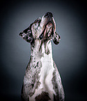 Great Dane Portrait