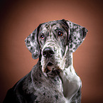 Great Dane Portrait