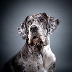 Great Dane Portrait