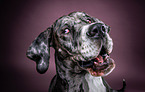 Great Dane Portrait
