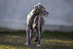 Great Dane Puppy