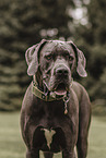 Great Dane