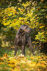 male Great Dane in autumn