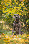male Great Dane in autumn
