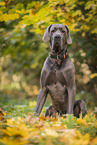 male Great Dane in autumn