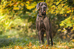 male Great Dane in autumn