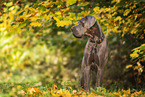 male Great Dane in autumn