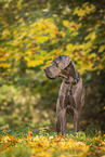 male Great Dane in autumn