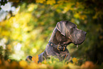 male Great Dane in autumn