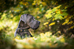 male Great Dane in autumn