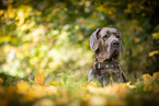 male Great Dane in autumn