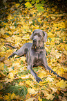 male Great Dane in autumn