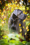 male Great Dane in autumn