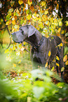male Great Dane in autumn