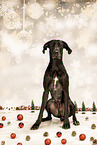 Great Dane in studio