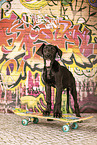 Great Dane Puppy in studio