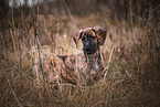 Great Dane Puppy