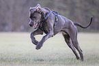 Great Dane