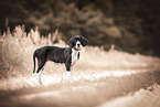 Great Dane
