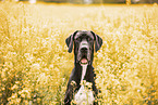 Great Dane