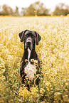 Great Dane