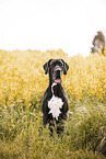 Great Dane